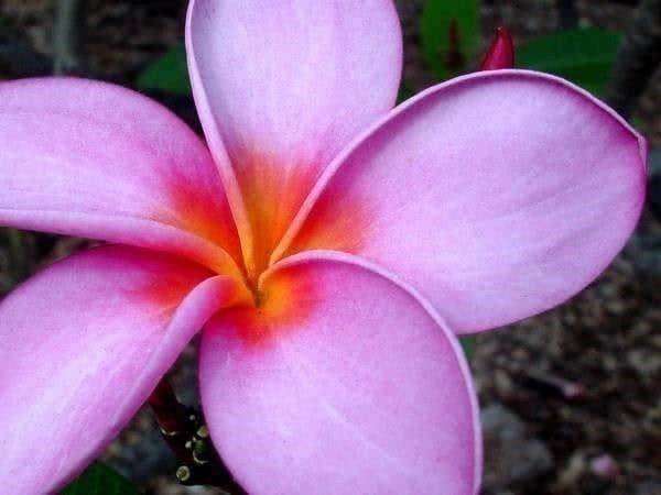 Piante & sementi: PLUMERIA FRANGIPANIER ! 10g – Nuovo (secondo la descrizione) da Bremblens venduto da FIBONACCI369 2