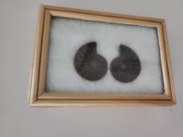 Box 2er Set versteinerte  Ammonit fossil poliert geschnitten