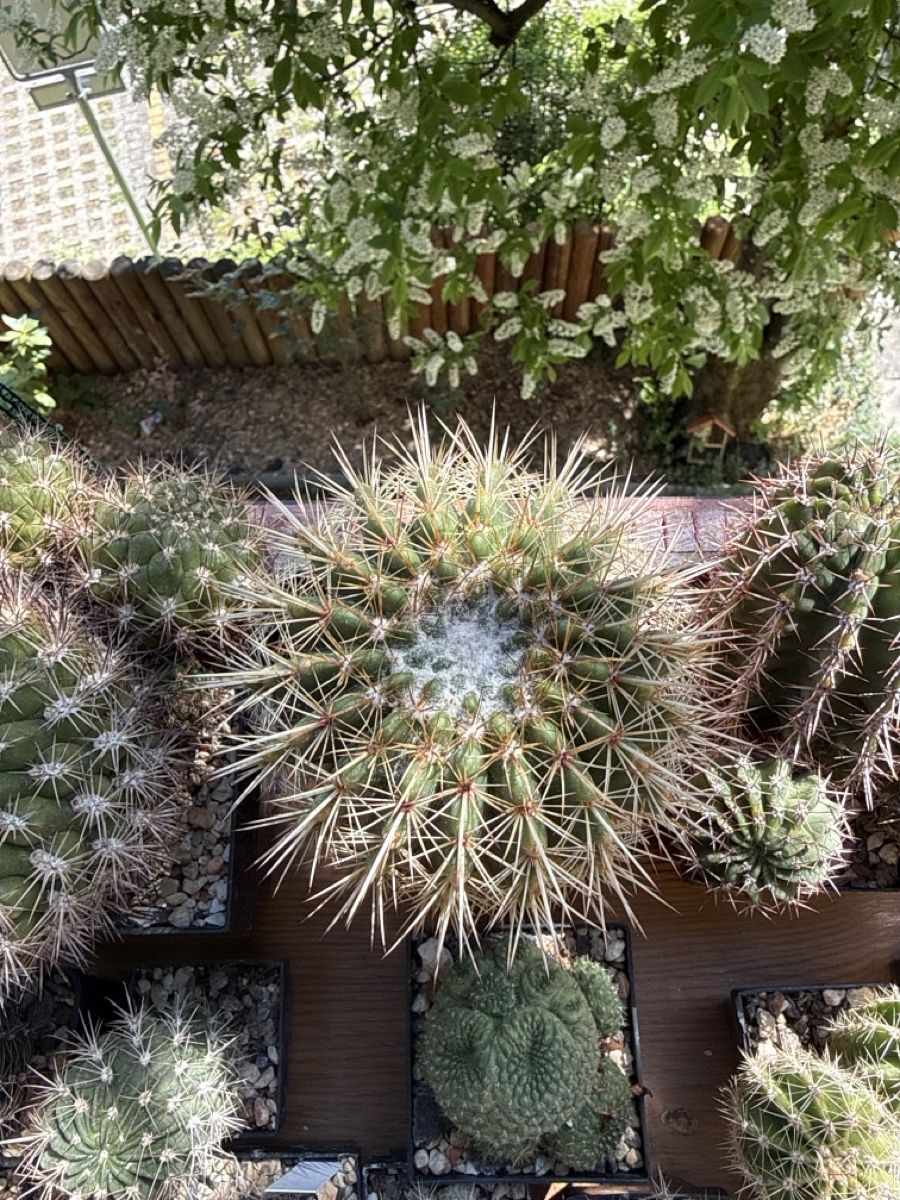 Piante & sementi: Notocactus roseoluteus – Usato da Rorbas venduto da SimS0n 3