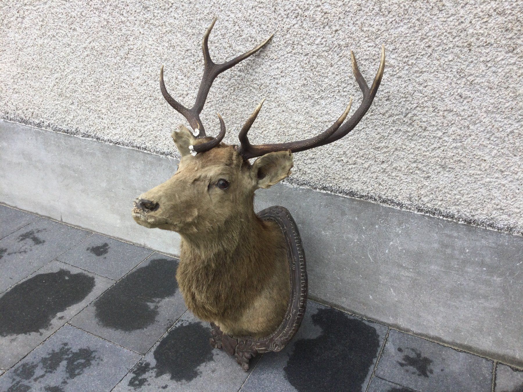 Il mondo degli animali: Antiker defekter ausgestopfter Hirschkopf mit Geweih – Difettoso da Wangen SZ venduto da kuriosum12 1