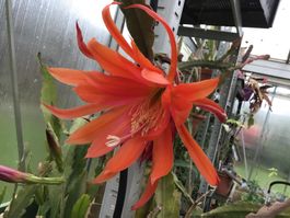 Blattlaus Vogelii(Epiphyllum)