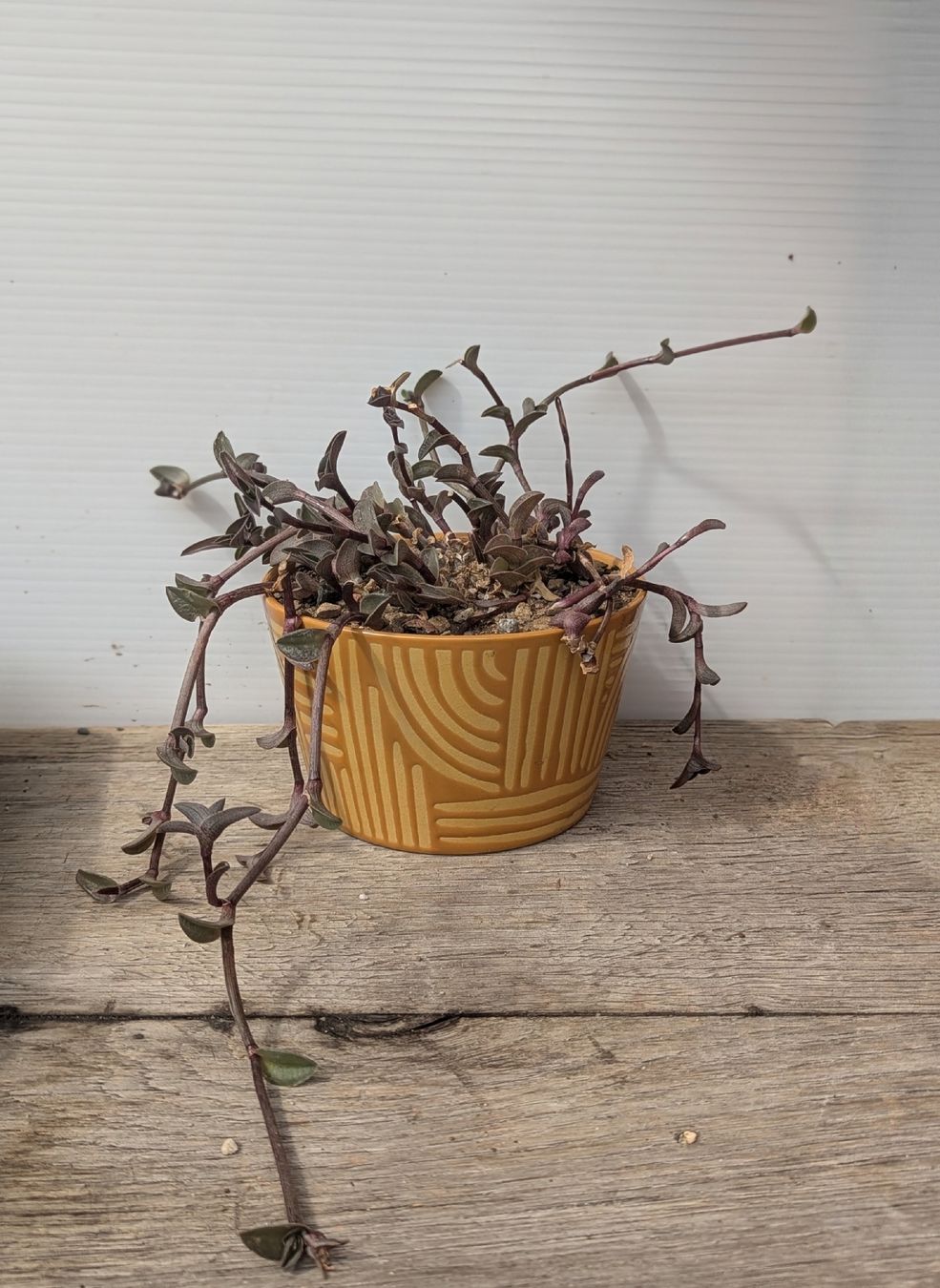 Piante & sementi: Tradescantia navicularis  – Usato da Comano venduto da che_8lc2
