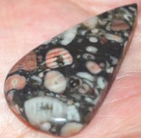 Cabochon L-872 – Crinoid Fossil – 37x20mm