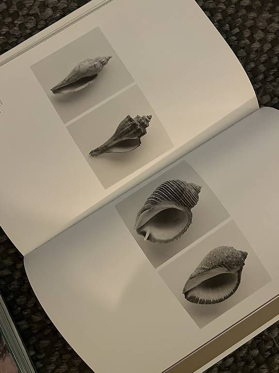Libri: Wunder des Meeres – Usato da Adliswil venduto da Ursula8102 1
