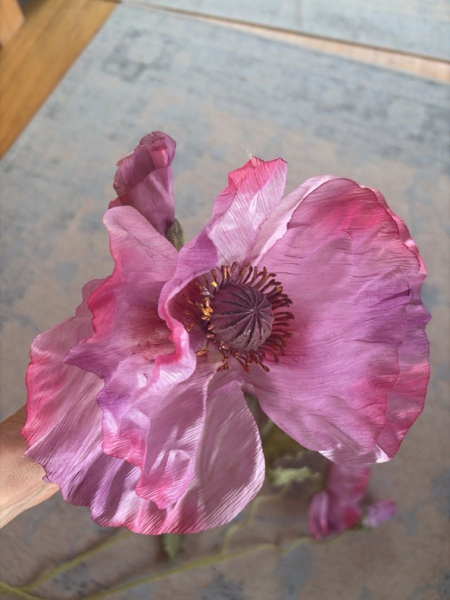 Pflanzen & Samen: Mohn Blumen – Gebraucht aus Freidorf TG von ibipatria