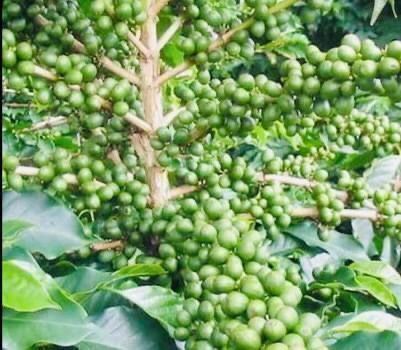 Piante & sementi: 5 SAMEN GRAINES SEMI Kaffee Pflanze – Nuovo e nell'imballaggio originale da Rovio venduto da POSITIFFARTandPLANTS 5