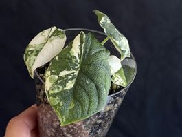 Alocasia Melo Albo