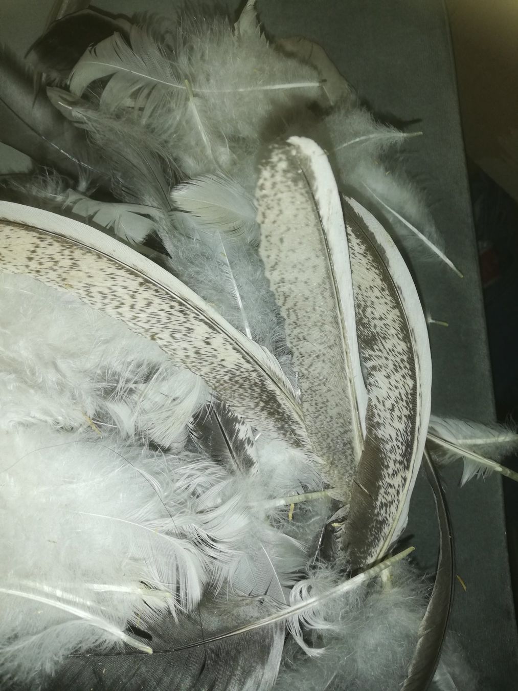 Il mondo degli animali: Federn zum Basteln – Usato da Abtwil SG venduto da Tonisberg 3