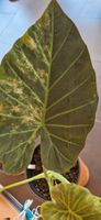 🤩Alocasia Regal Shield Aurea Variegata Rhizom 