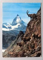 Zermatt, Steinwild, Matterhorn 4478 m