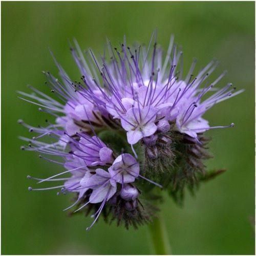 Piante & sementi: 1000 Samen Phacelia Blume – Nuovo (secondo la descrizione) da Ehrendingen venduto da VerveinaSamen 4