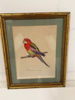 Framed Bird  Platycercus icterotis Watercolour