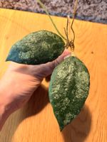 Hoya Caudata Gold