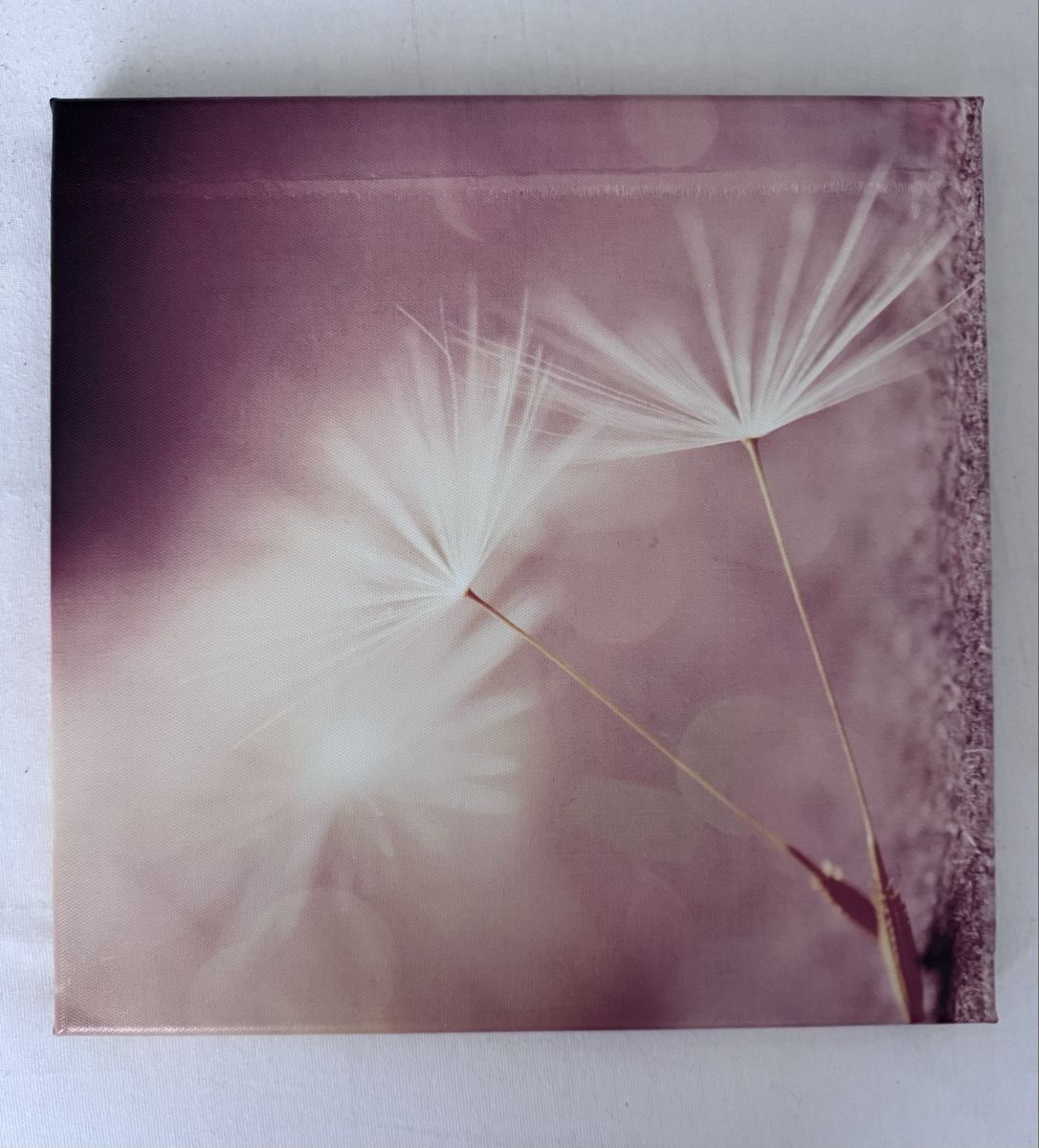 Foto & Immagini: Wandbild Set 2er Set Pusteblume 30x30cm – Nuovo (secondo la descrizione) da Niederwangen BE venduto da Schatam 1