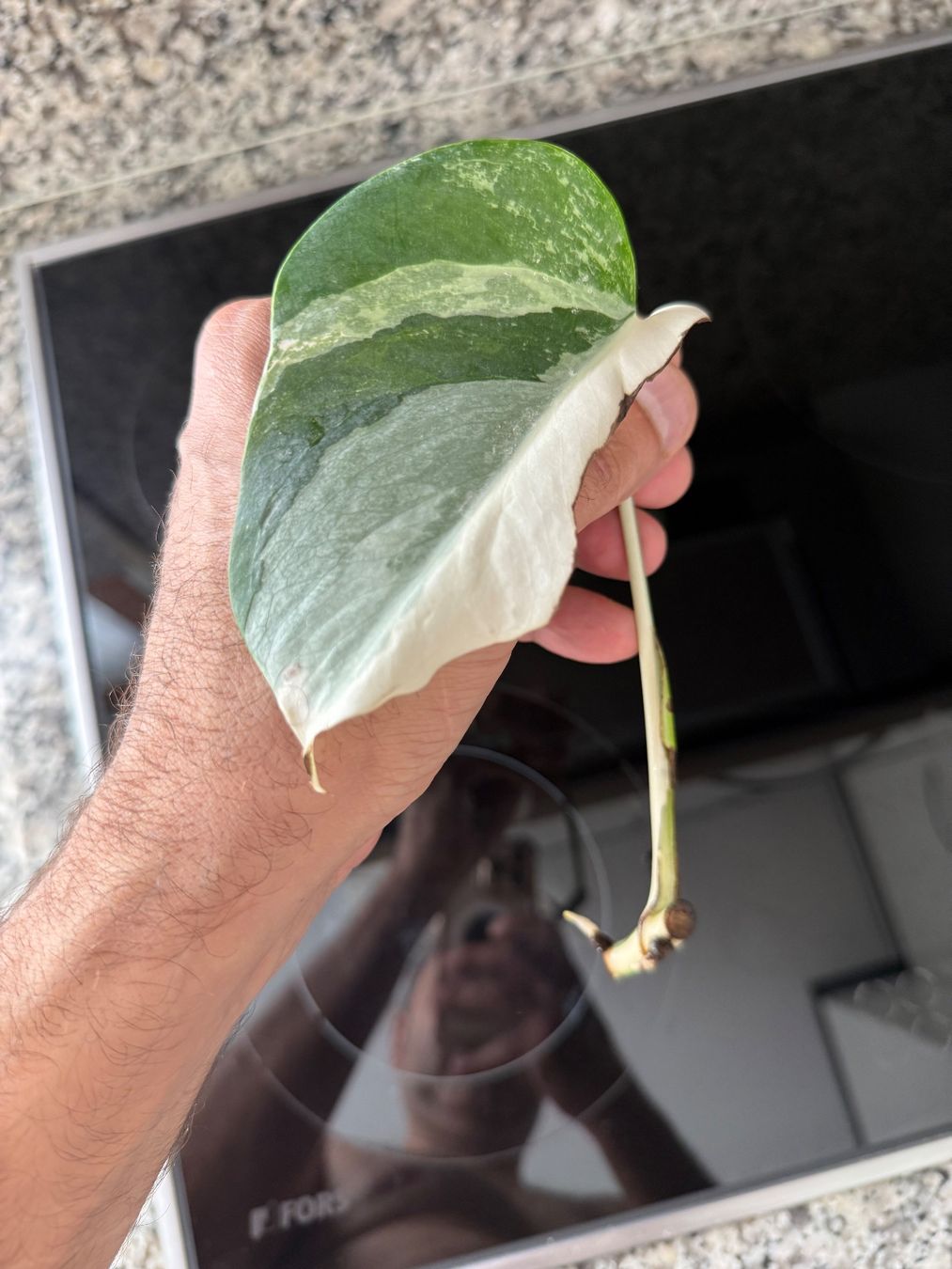 Pflanzen & Samen: Monstera Albo Variegata, half moon – Gebraucht aus Mendrisio von MonsteraLovers 2