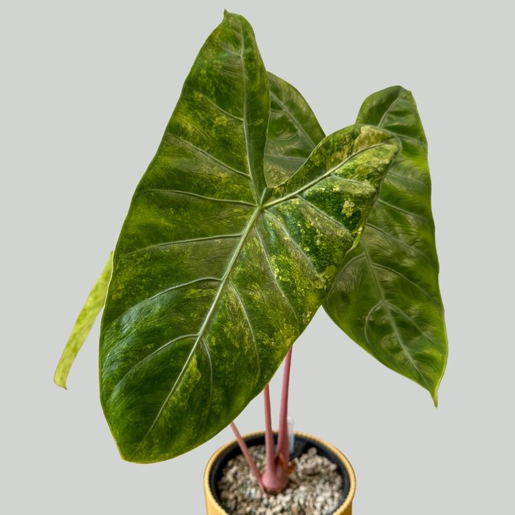 Alocasia Rhizome Kaufen