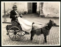 Fotografie Mann auf seinem Ziegengespann