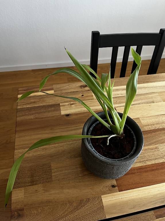 Piante & sementi: Orchidee mit Topf – Usato da Neuhausen am Rheinfall venduto da ram_kw6n 2