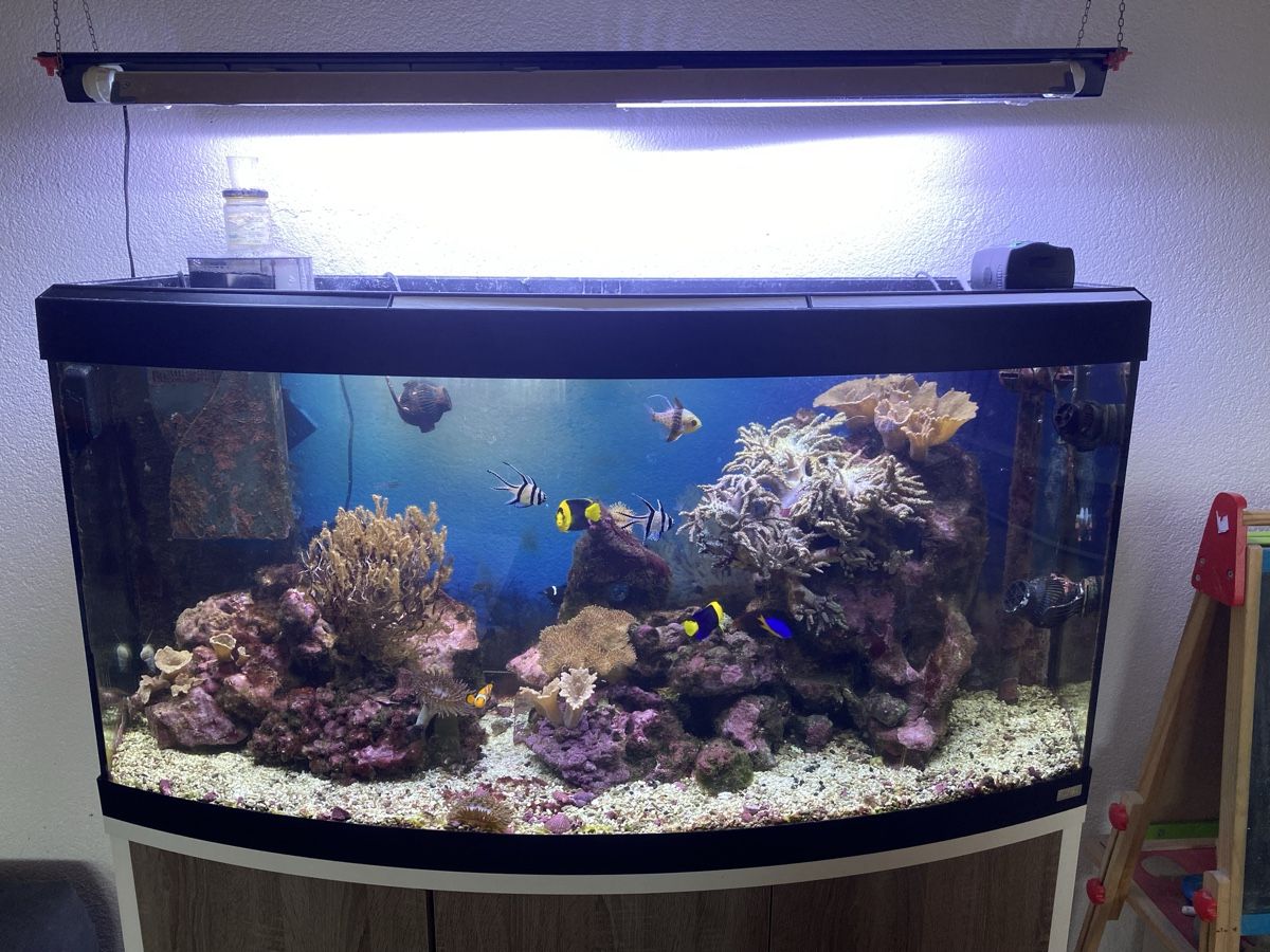 Aquarium: Aquarium / Meerwasseraquarium – Gebraucht aus Selzach von MK_83 1