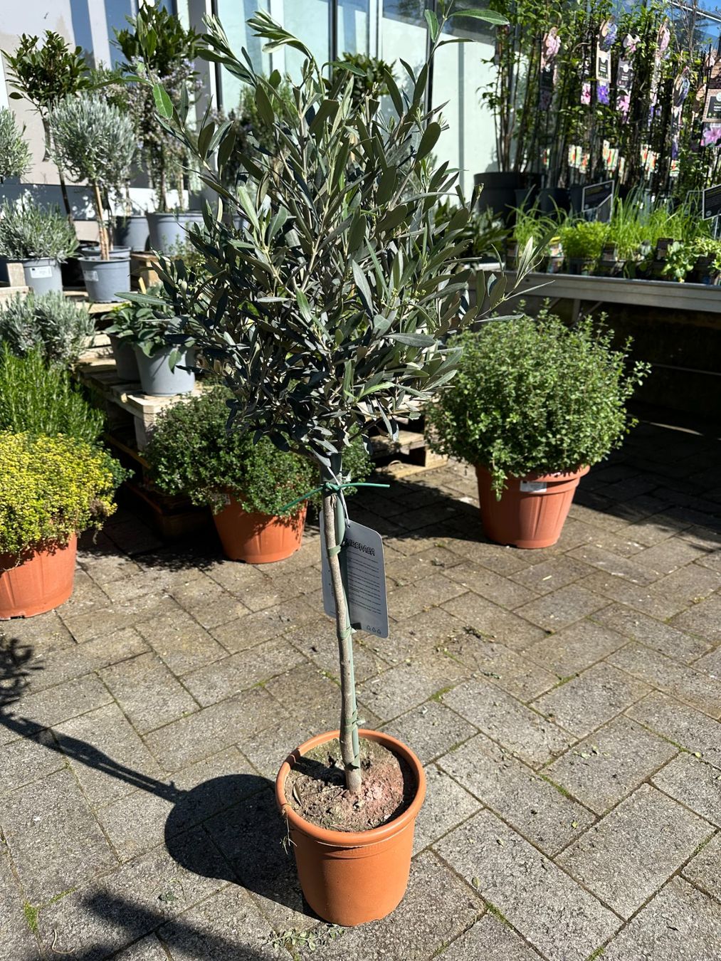 Piante & sementi: Olivenbaum Stämmchen Höhe 80cm – Nuovo (secondo la descrizione) da Willisau venduto da wil_p76c