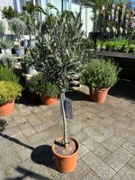 Olivenbaum Stämmchen Höhe 80cm