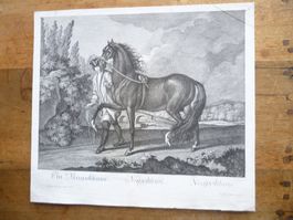 RIDINGER  CHEVAL NAPOLITAIN
