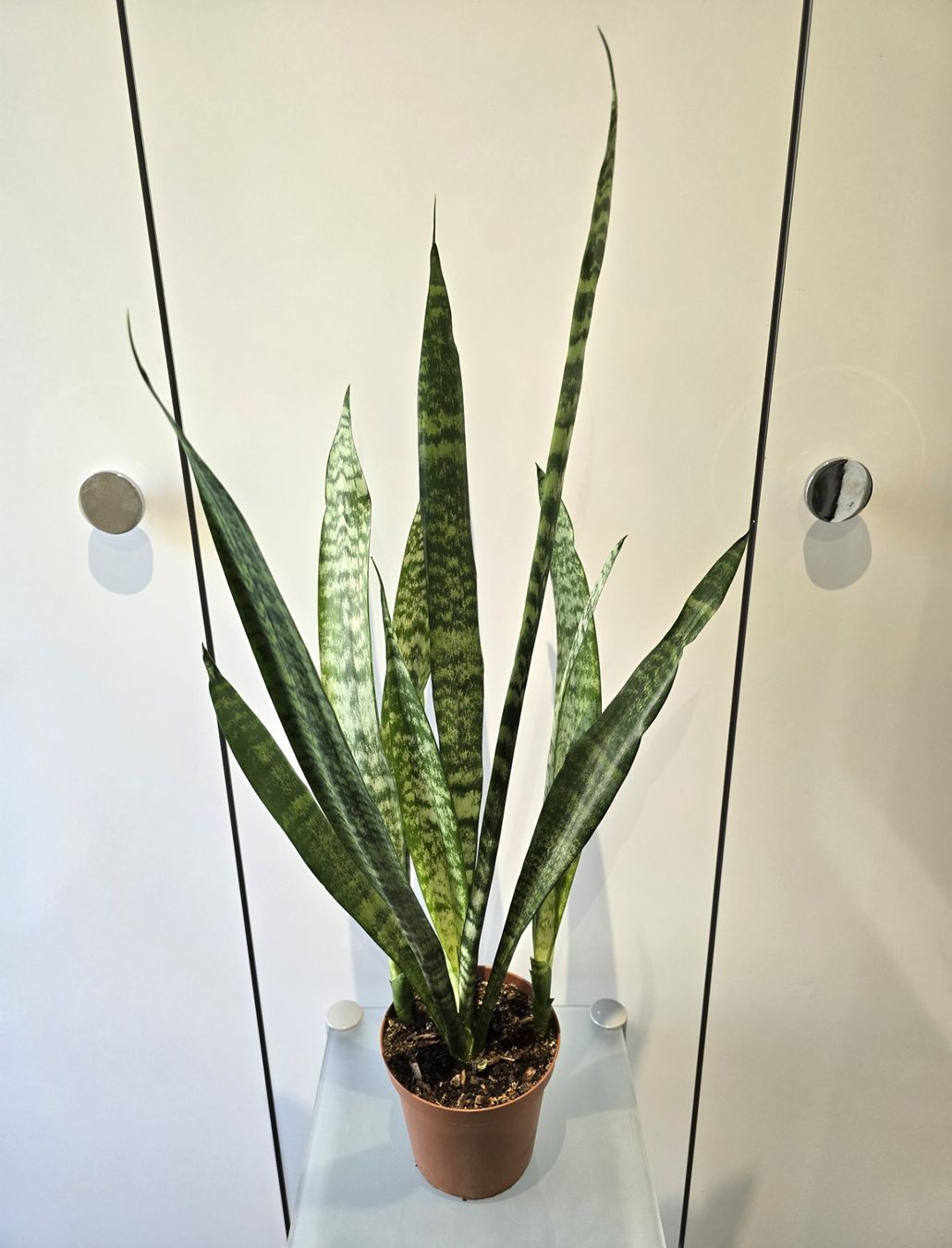 Piante & sementi: Pflanze Sansevieria / Bogenhanf 82 cm – Usato da Oetwil an der Limmat venduto da dhantal 1