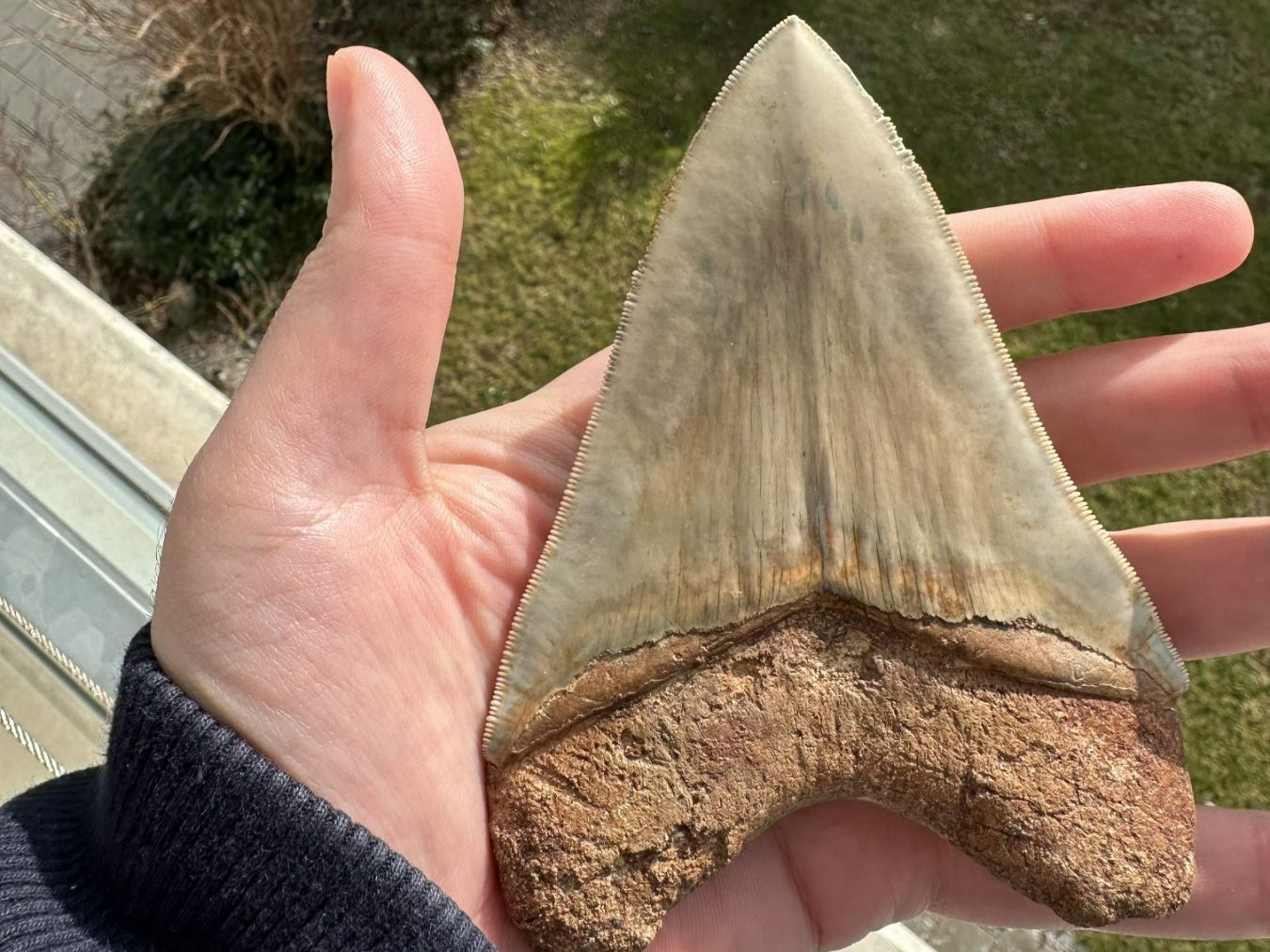 Fossili: Top Megalodon Zahn Indonesien – Usato da schüpfen venduto da rica122 1