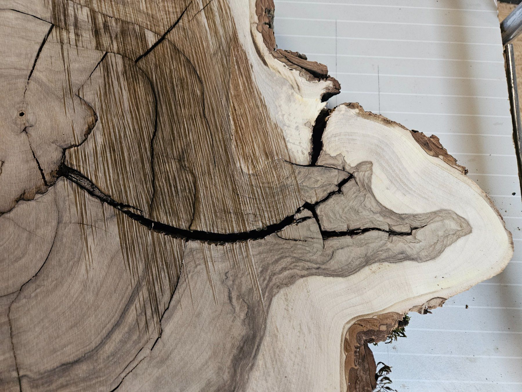 Holzartikel: Nussbaum Holz Baumscheibe – Neu (gemäss Beschreibung) aus Schangnau von egli6.2 2