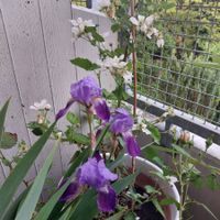 Blaue Lilien Iris, und weisse Panamaveilchen ohne Topf