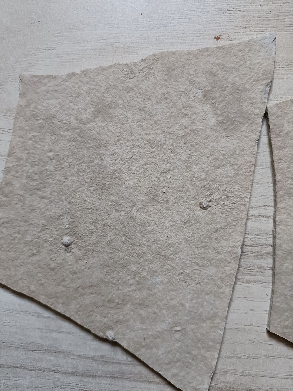 Fossili: Fossilien Sammlung von Solnhofen, DE – Usato da Baden venduto da mar_zhd9 2