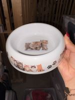 Futternapf Plastik weiss mit Katzenmotiv