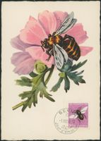 1950 - Pro Juventute - Biene - Maximumkarte MK - ET Stempel