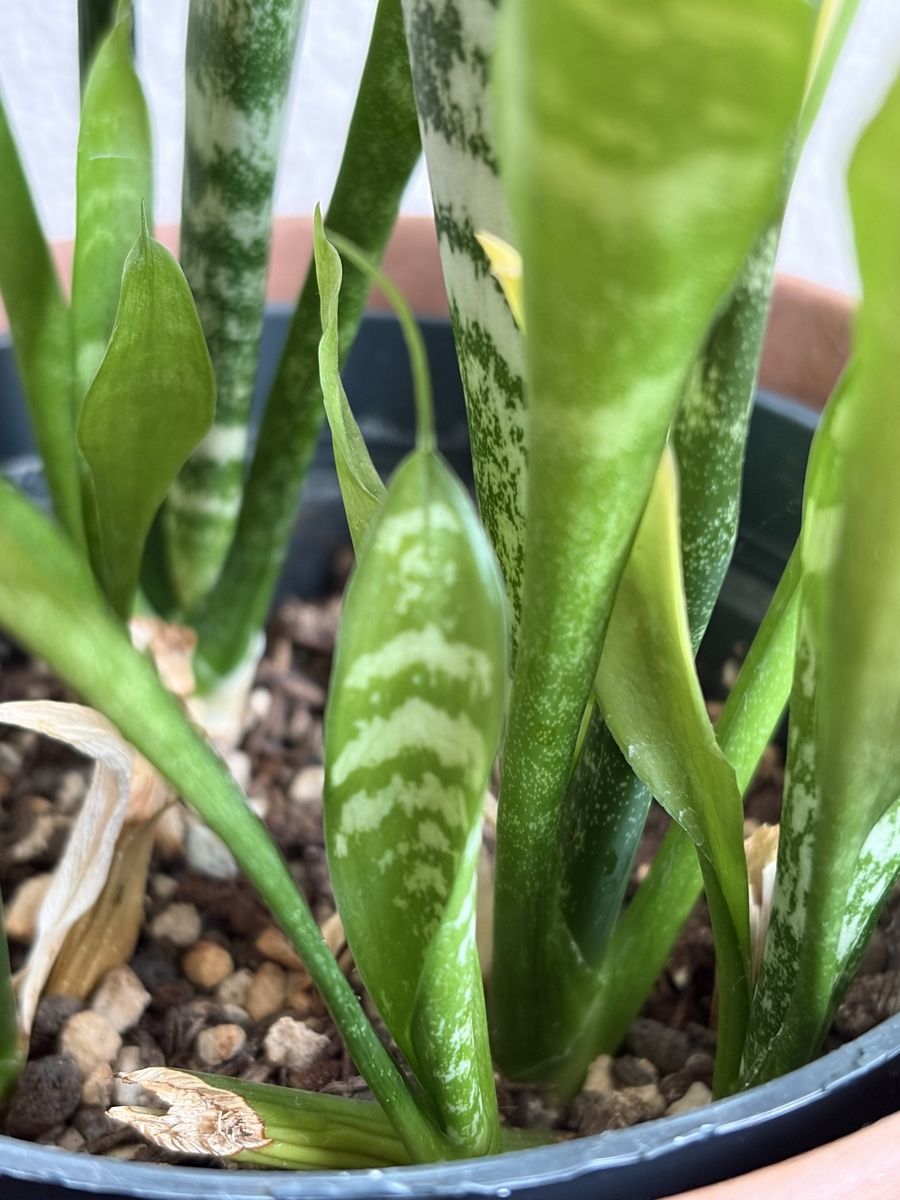 Plantes & graines: Bogenhanf Sansevieria mit Übertopf – D'occasion à Baar par annasorbian 2