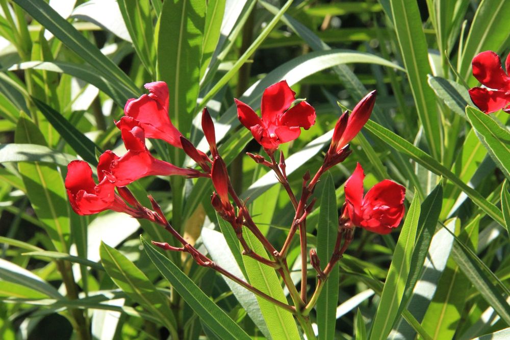 Schone Oleander Rote Blatter Ebenbild