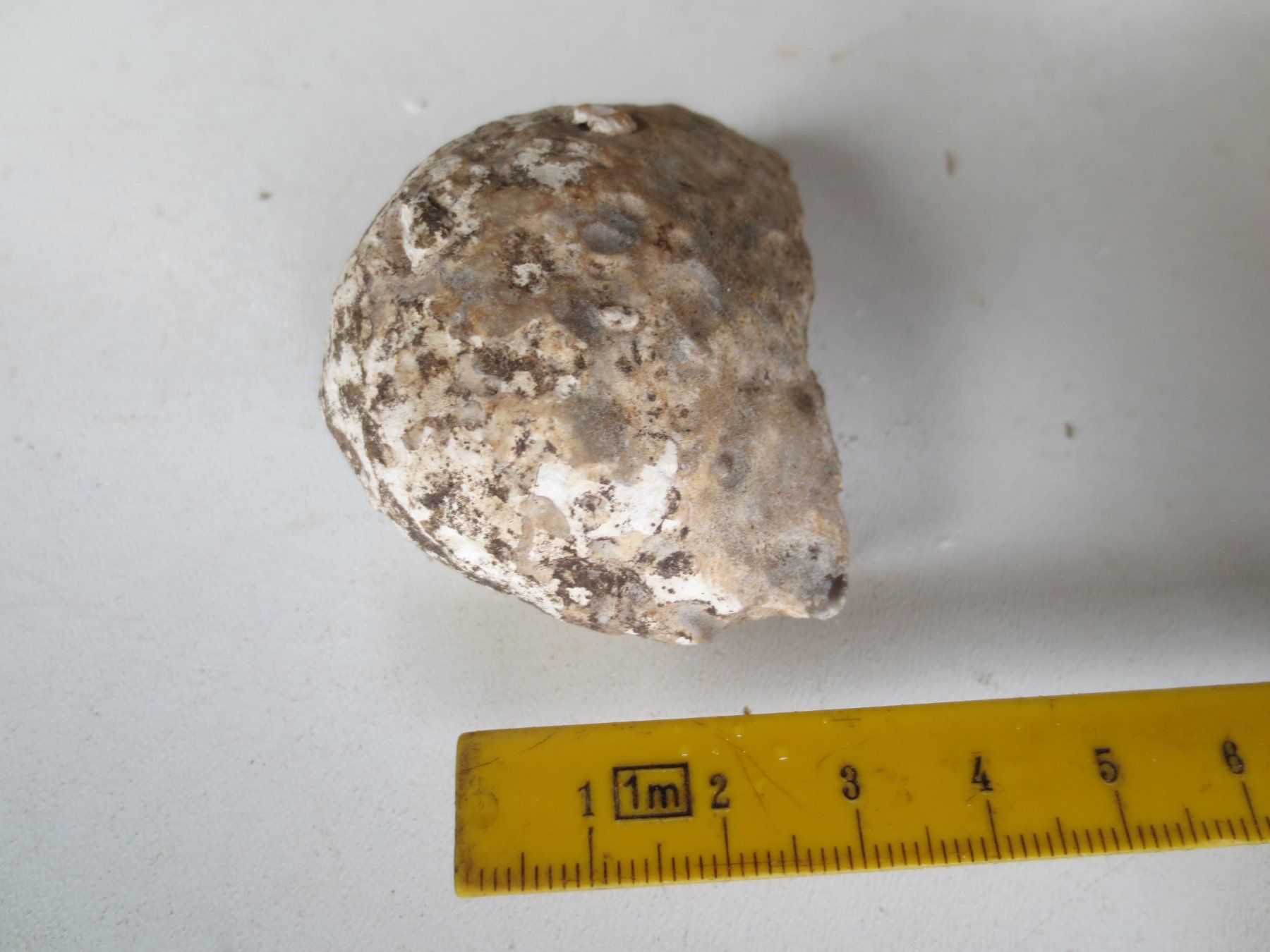 Fossili: Fossilie – Nuovo (secondo la descrizione) da Weier im Emmental venduto da waefler03 3