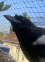Taxidermy/ Beautiful Pica Pica ( Eurasian Magpie) ~ 1950es