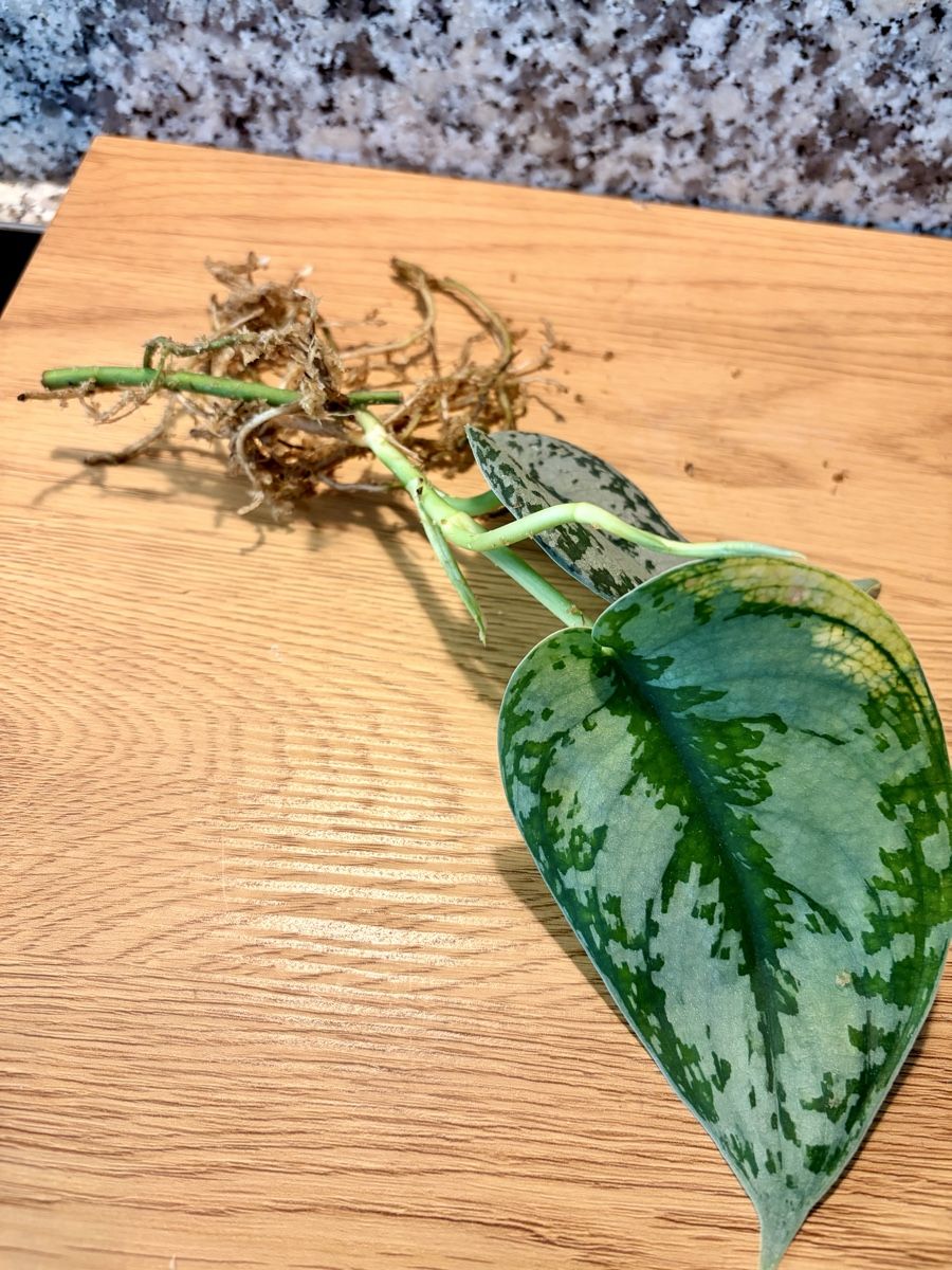 Plantes & graines: Scindapsus bakunawa variegated – D'occasion à Kaiseraugst par dka_b97z 1