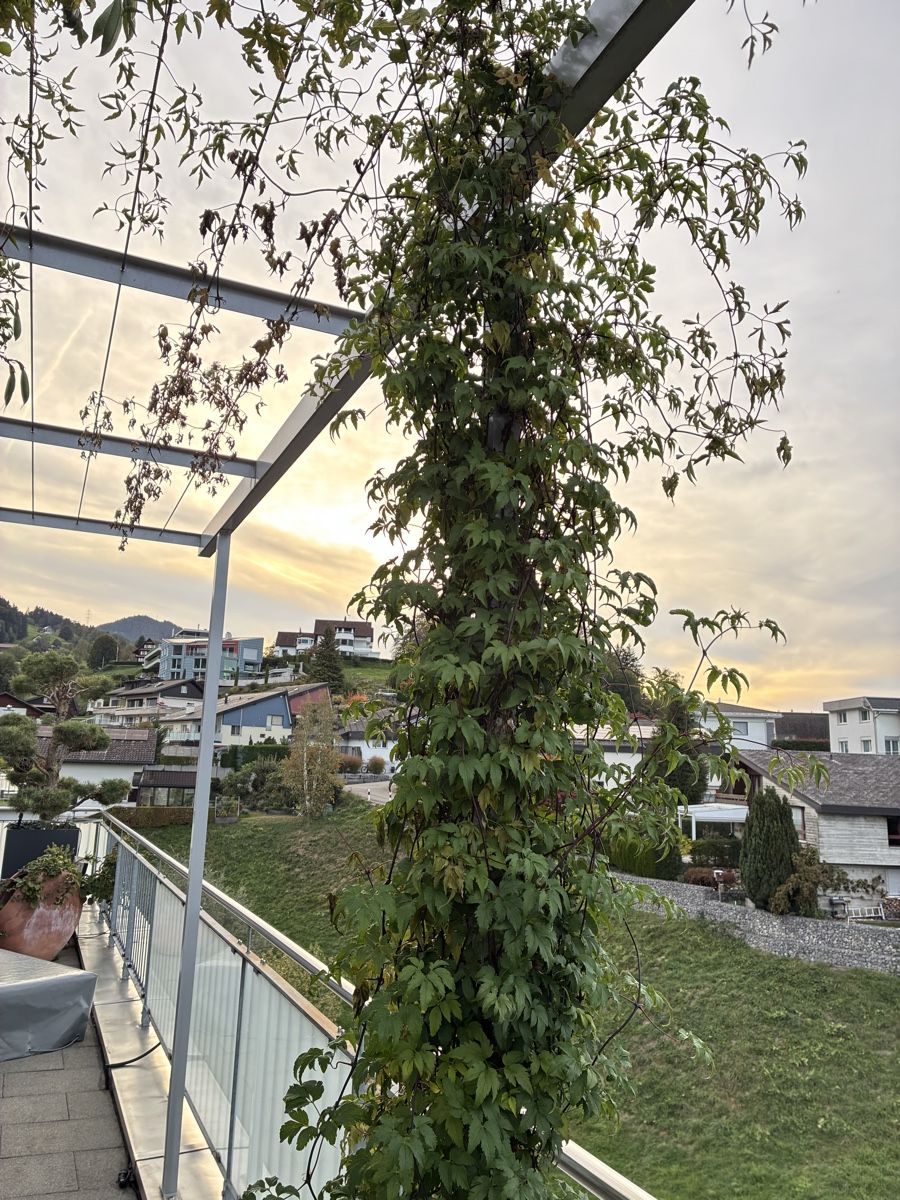 Plantes & graines: Alpenwaldrebe in Amphore – Neuf (Voir description) à Altendorf par Monteiroastrild 4