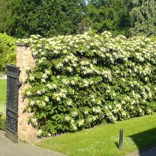 Piante & sementi: Hortensia grimpant 4 PLANTS – Nuovo (secondo la descrizione) da Bremblens venduto da FIBONACCI369 3