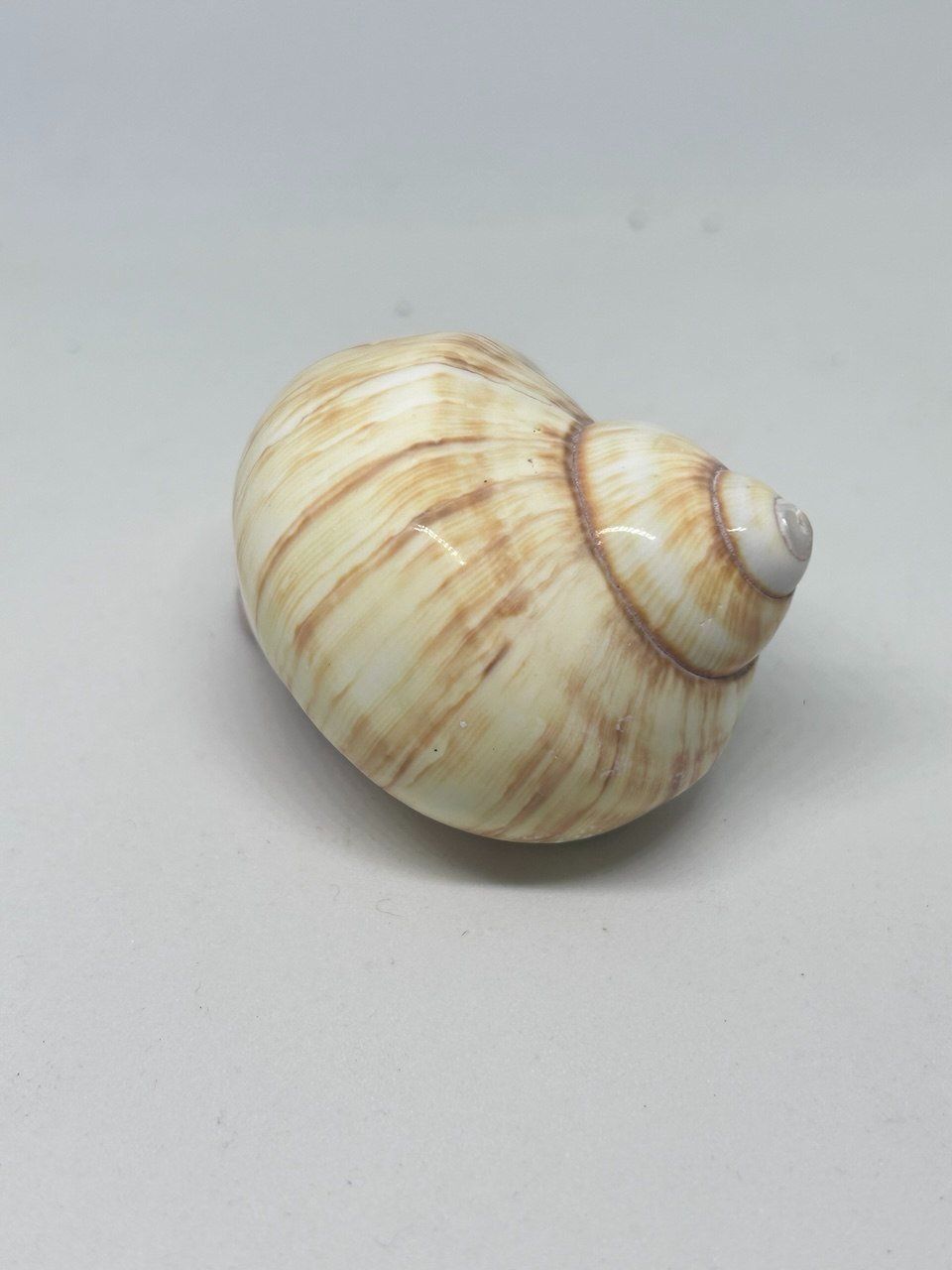 Fossili: Conchiglia Natica Vitellus 6.5 cm circa – Usato da Giubiasco venduto da LorisVale 2