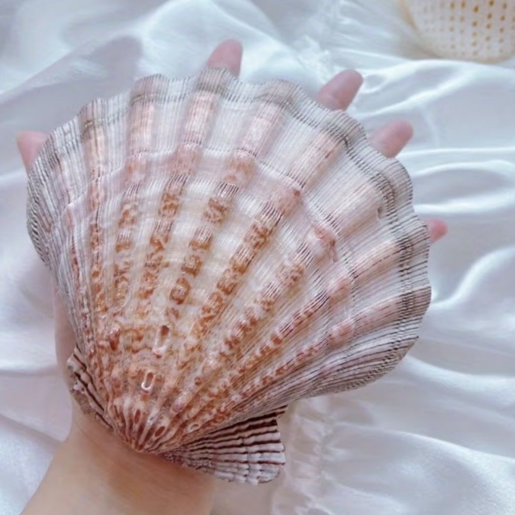 Toutes les décorations: Scallop Shells Muscheln Deko – Neuf avec emballage d'origine à Zürich par agichristine 4