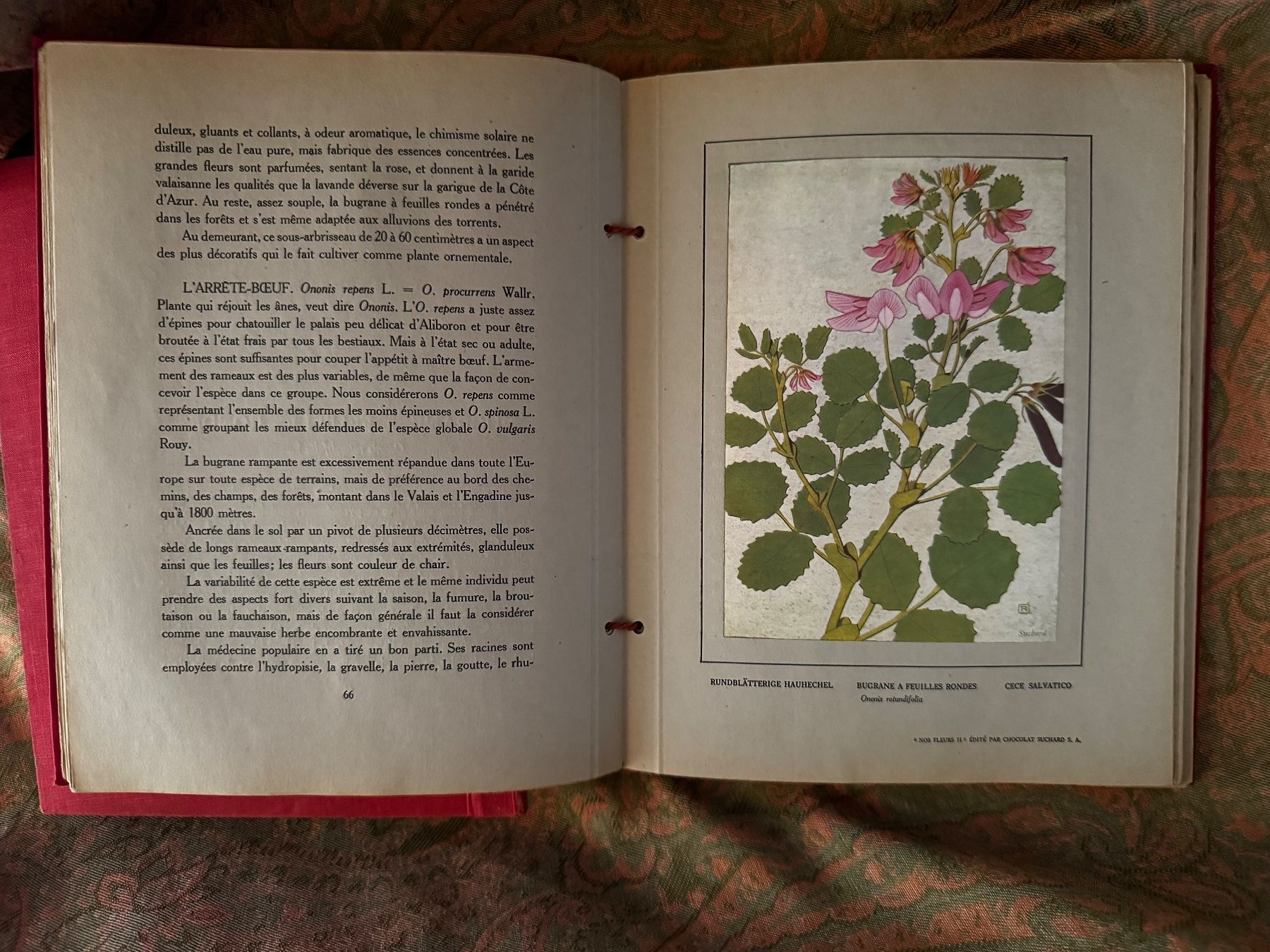 Libri: Nos Fleurs 1 et 2 Chocolat Suchard Philippe Robert 1913 – Usato da Ovronnaz venduto da Etagne68 6
