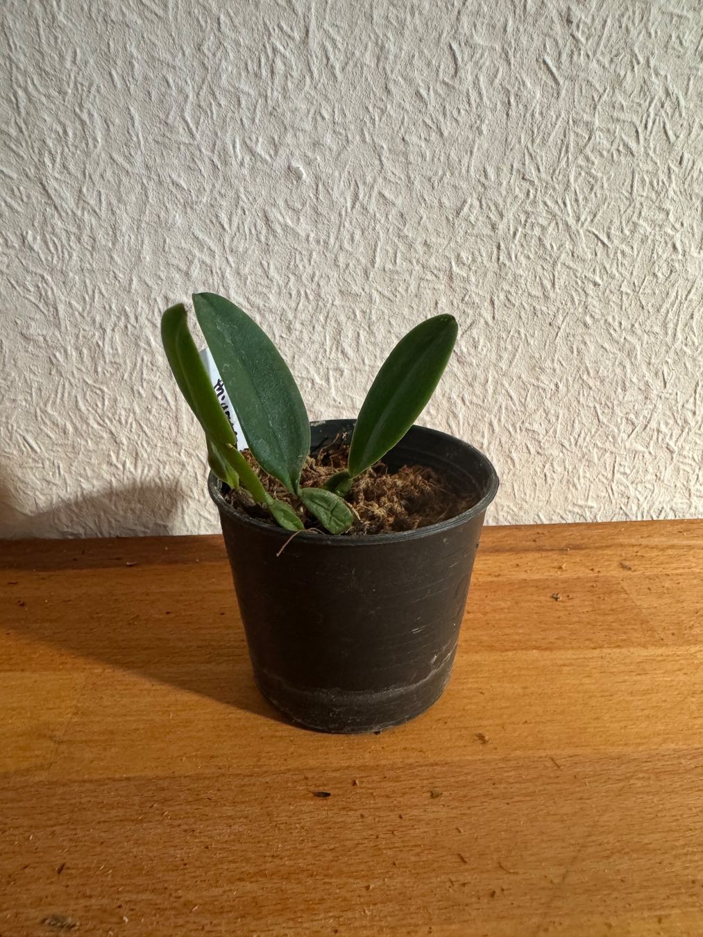 Piante & sementi: Bulbophyllum thiurum – Usato da Männedorf venduto da mrclst 1