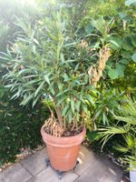 Oleander Pflanze im Terrakotta Topf