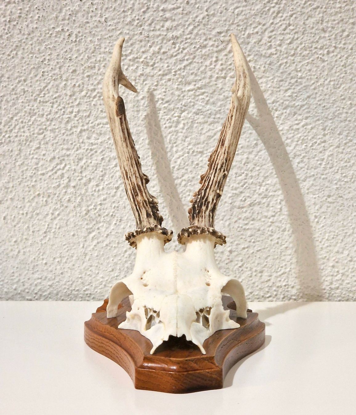 Il mondo degli animali: Jagdtrophäe – Rehbock-Gehörn – Usato da Zürich venduto da New_username 1