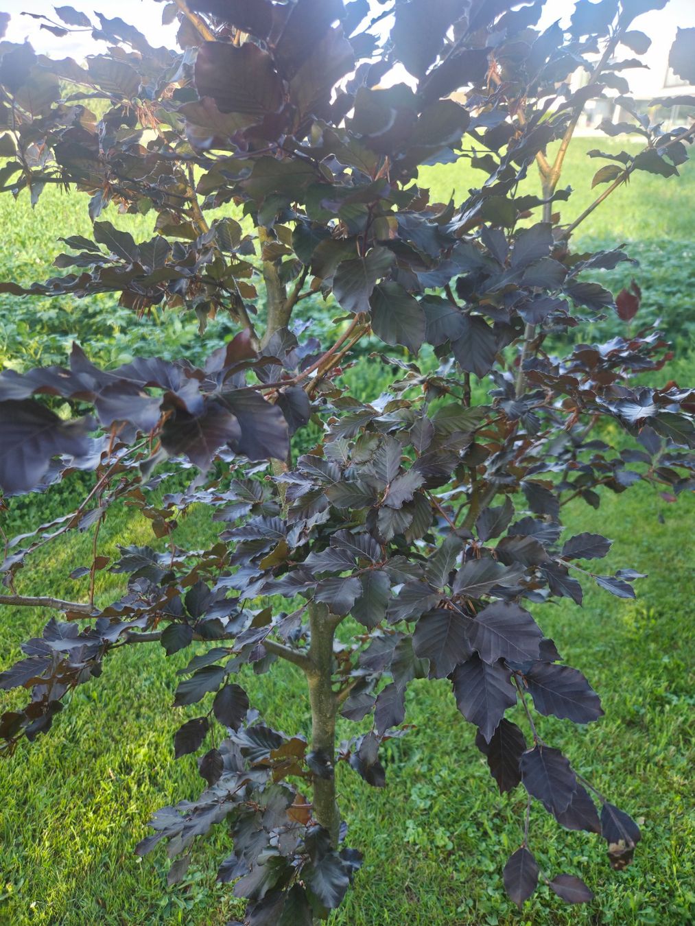 Piante & sementi: Blutbuche (purpurbuche) – Usato da Wolfwil venduto da san_7xhb 1