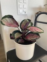 Calathea Roseopicta Zimmerpflanze wie neu