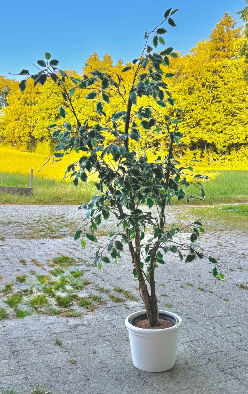 Piante & sementi: Ficus Benjamina variegata im Topf ca. 150 cm – Usato da Hunzenschwil venduto da foe_z7s9