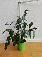 Ficus Benjamina - Zimmerpflanze Birkenfeige ca. 50cm